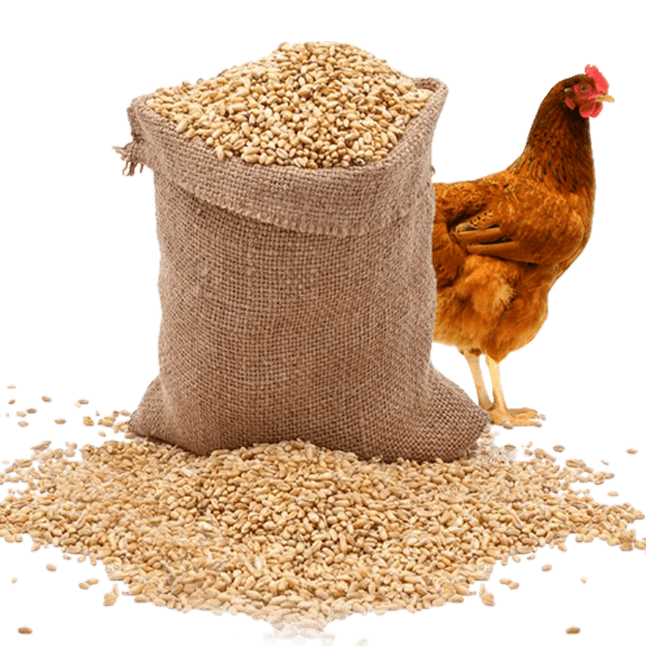 FURAJ PENTRU PĂSĂRI